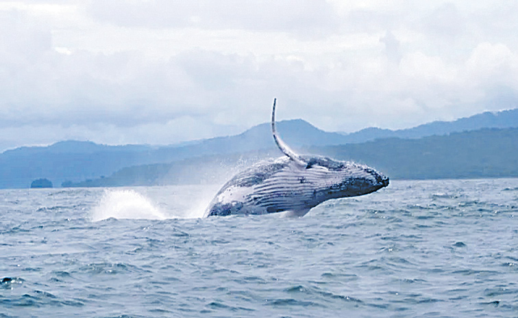 WHALE.jpg