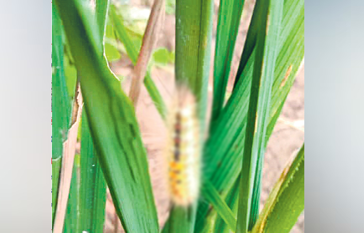 insects.jpg
