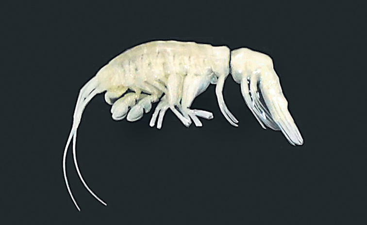 ALIEN.jpg