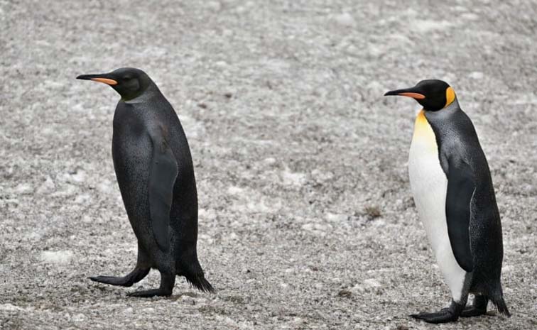 pengu.jpg