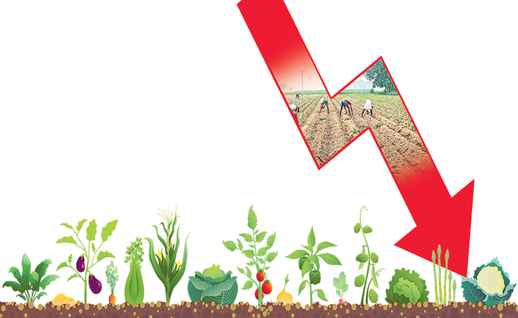 VEG-BANNER.jpg