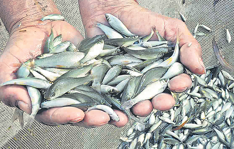 fish.jpg
