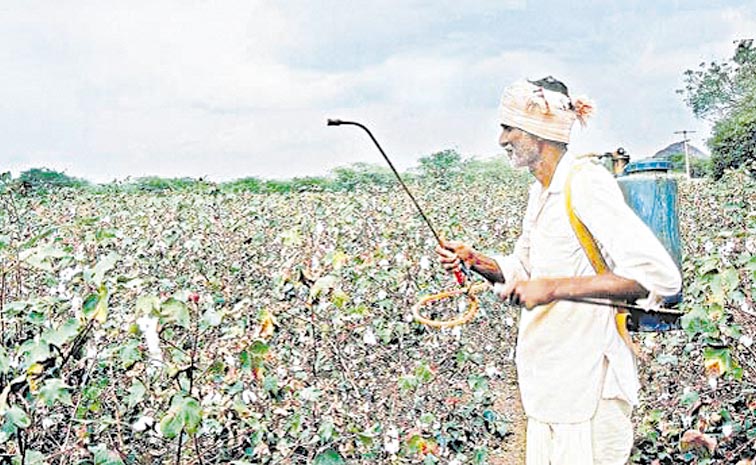 COTTON-FARMING.jpg