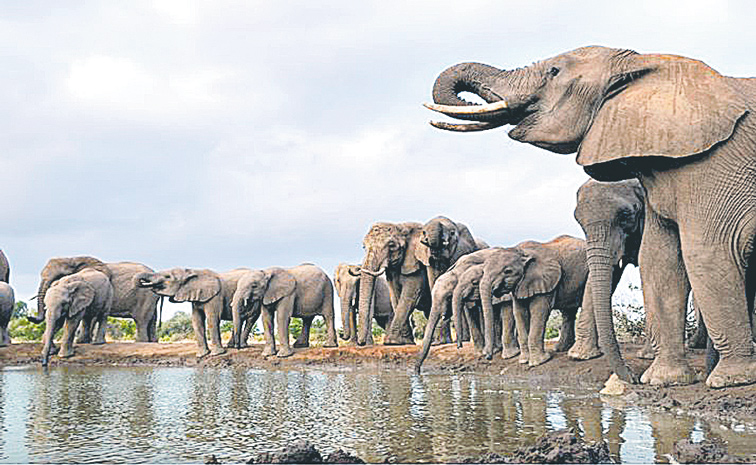 ELEPHANT.jpg