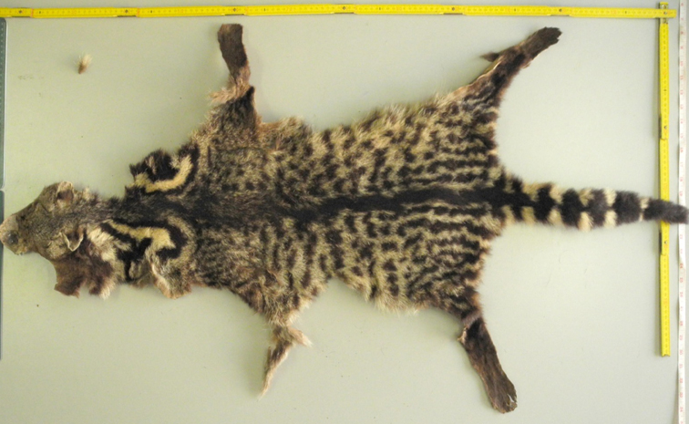MalabarCivetcat_20copy.jpg