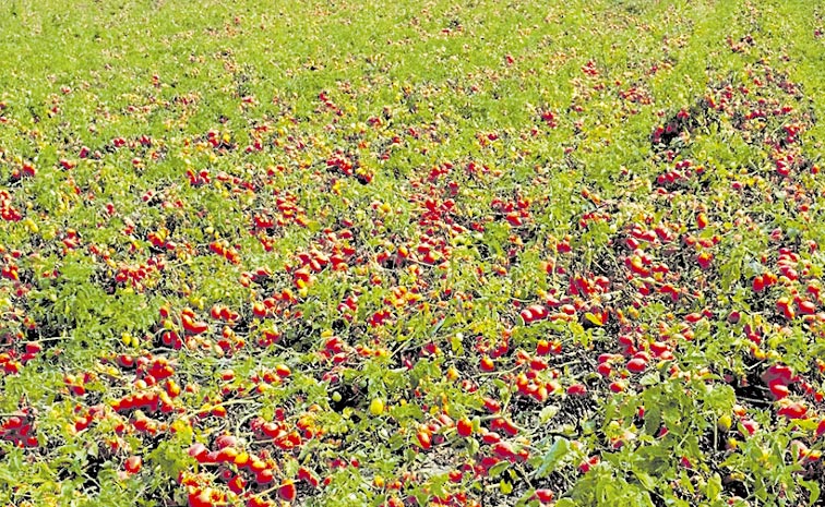 tomato.jpg