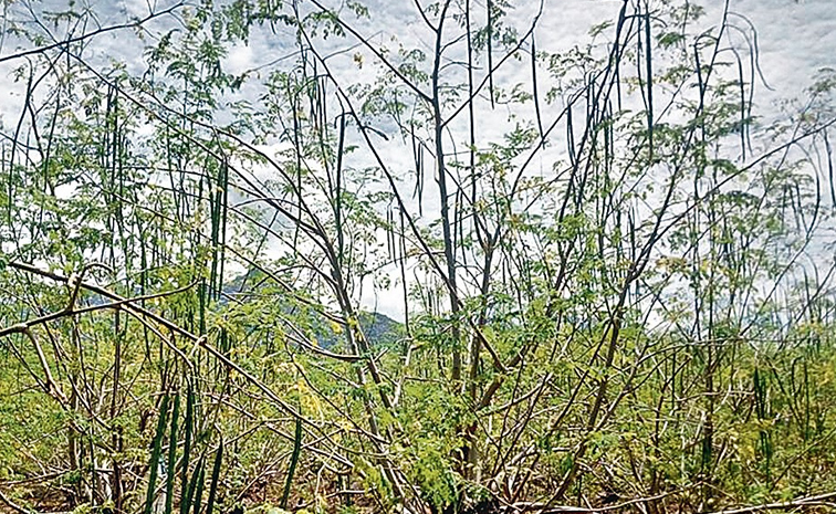 Alagarmunaga.jpg