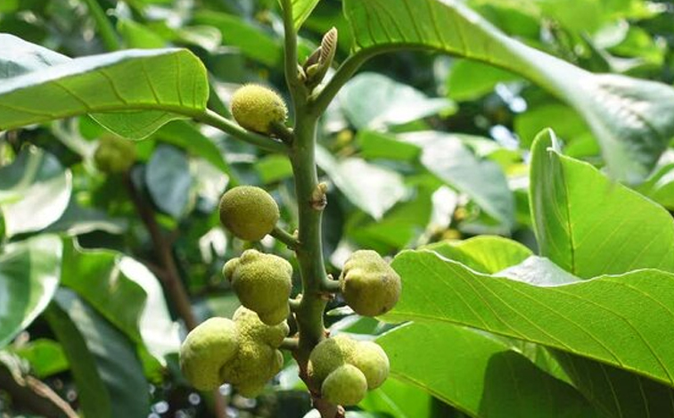 Monkeyjackfruit.jpg