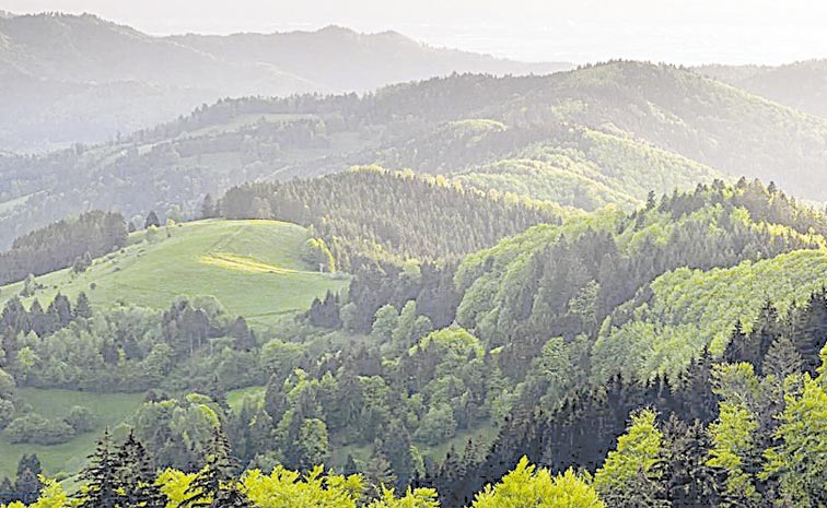forests.jpg
