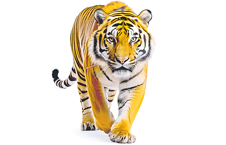 tiger.jpg