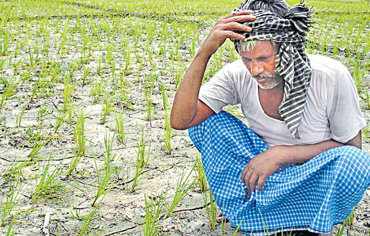 crop_20insurance.jpg
