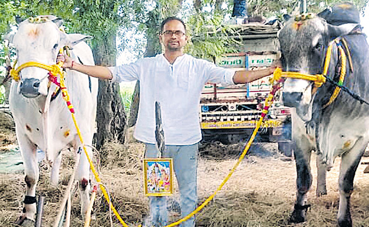 Nellore-Bull.jpg