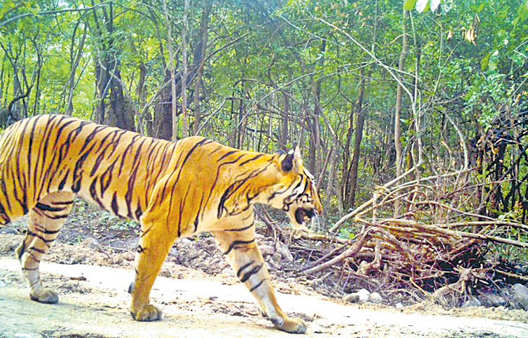 tiger.jpg