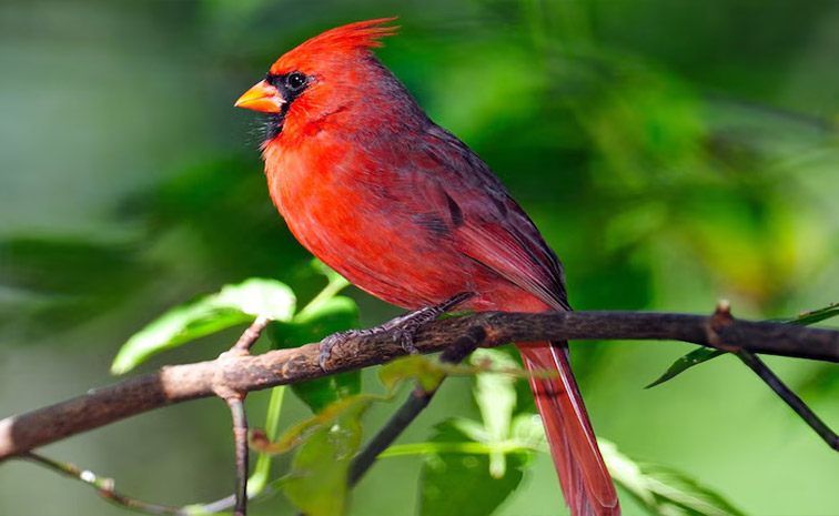 bird-i.jpg