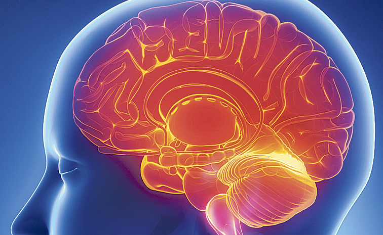 HUMAN-BRAIN.jpg