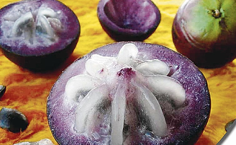 starapple.jpg