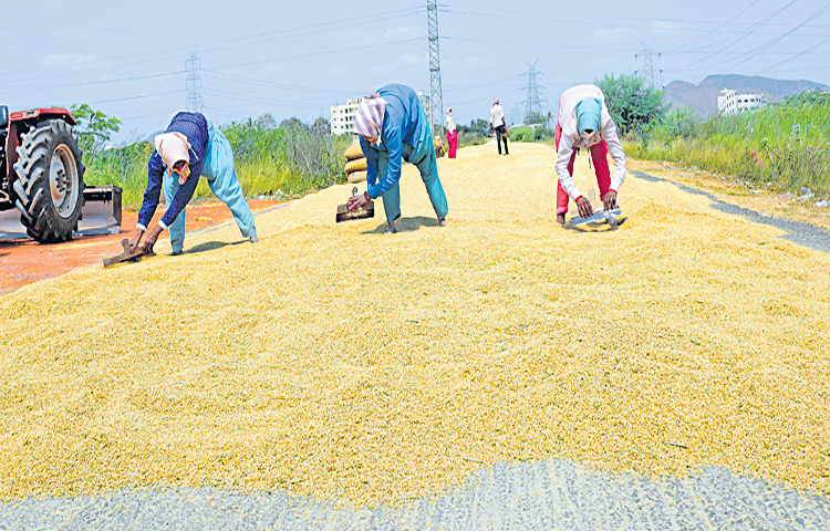 grains.jpg