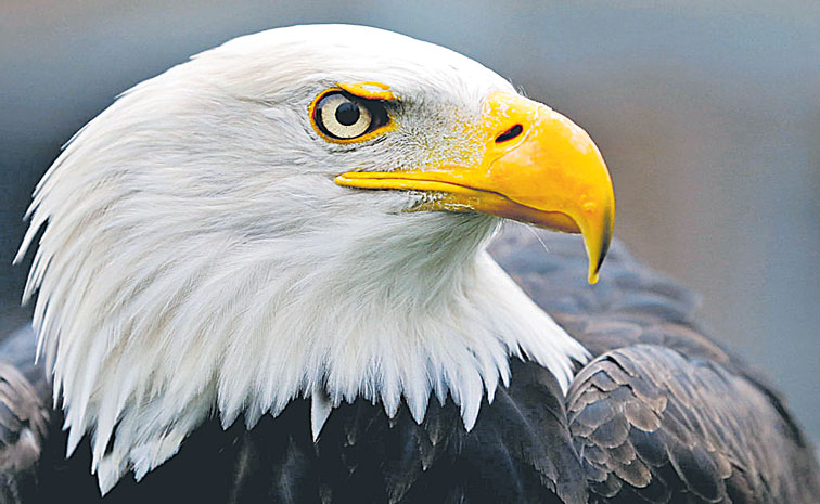 BALD-EAGLE.jpg