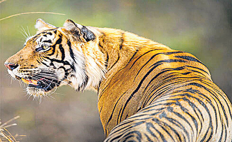 TIGER-2.jpg