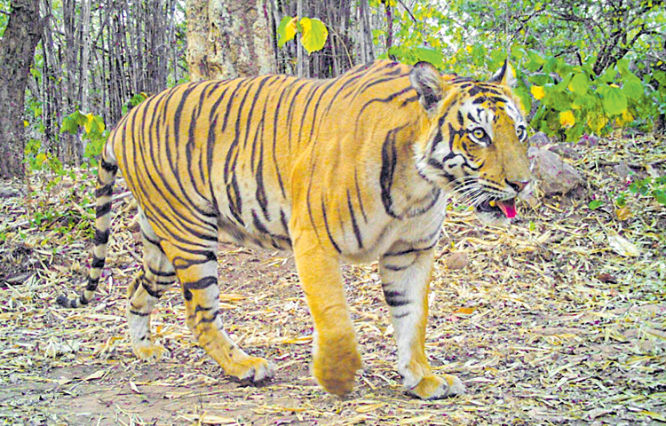tiger.jpg