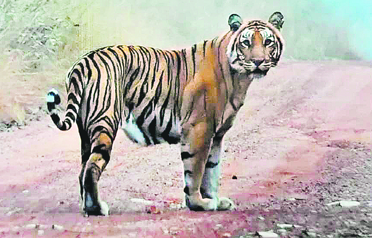 tiger.jpg