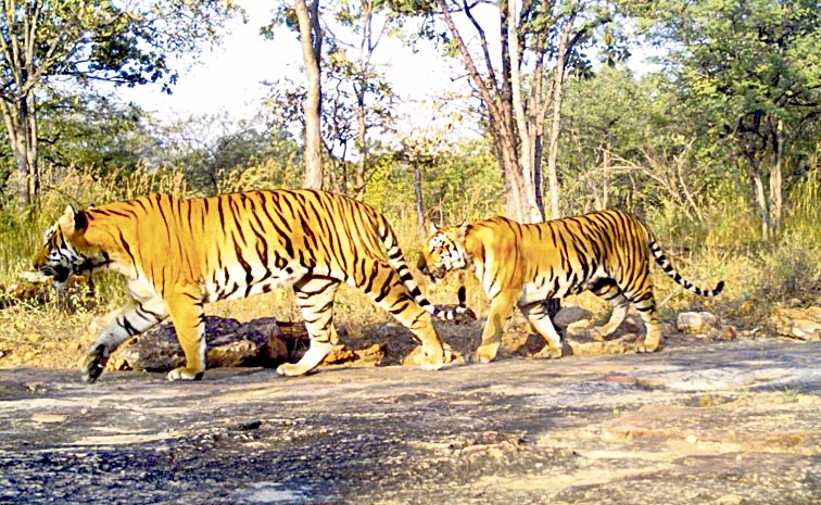 tiger.jpg