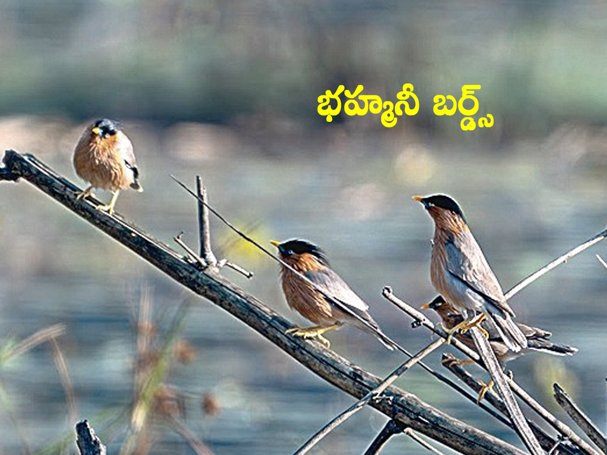 Birds00.jpg 2
