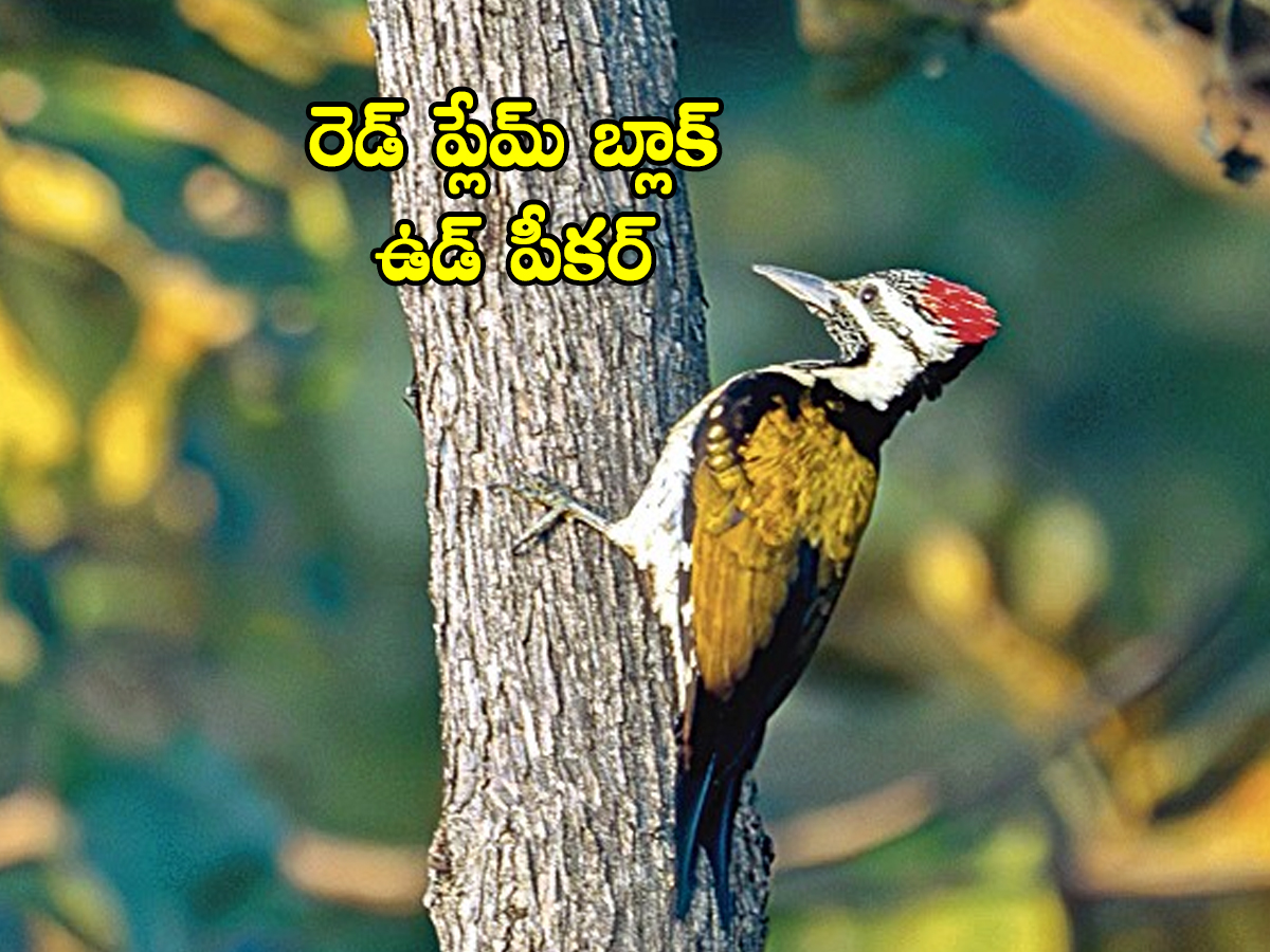 Birds01.jpg 3