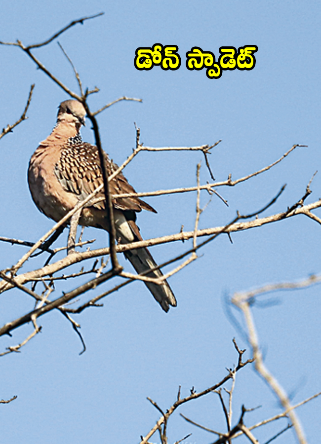 Birds010.jpg 12