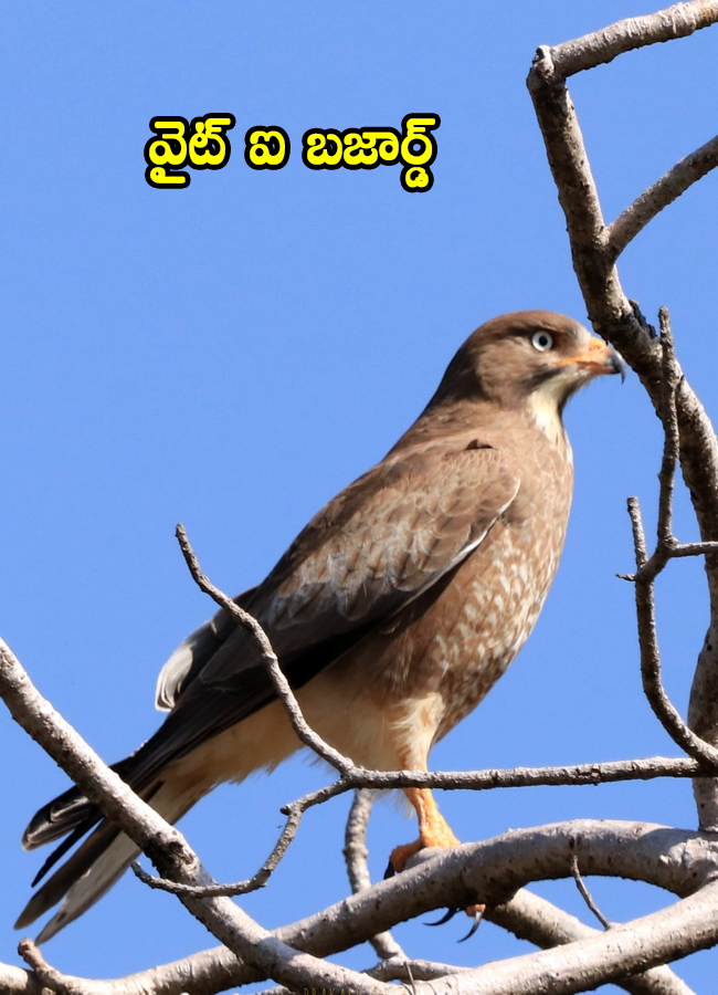 Birds011.jpg 13