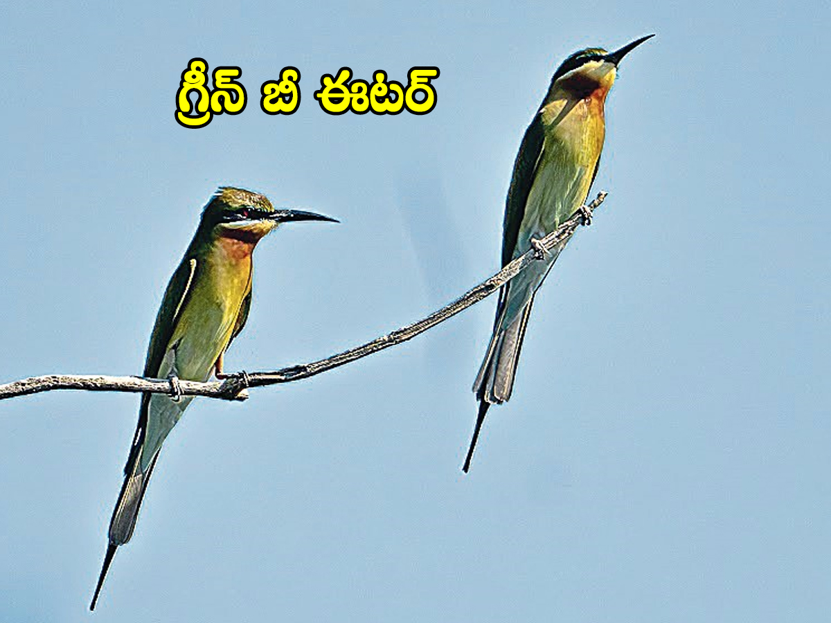 Birds02.jpg 5