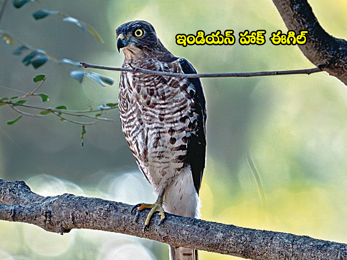 Birds03.jpg 6