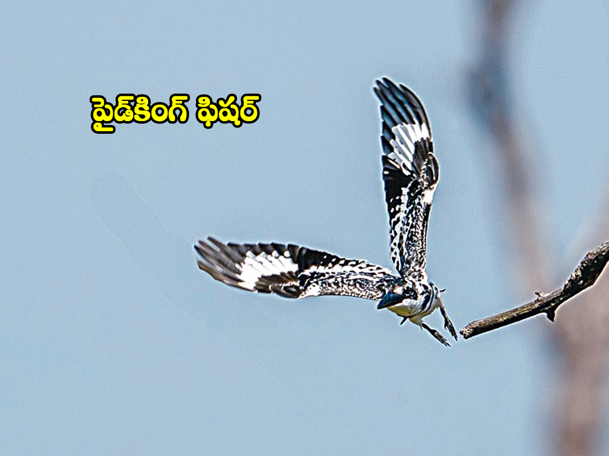 Birds04.jpg 7