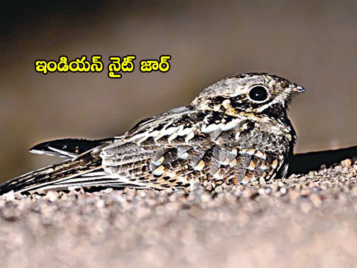 Birds05.jpg 4