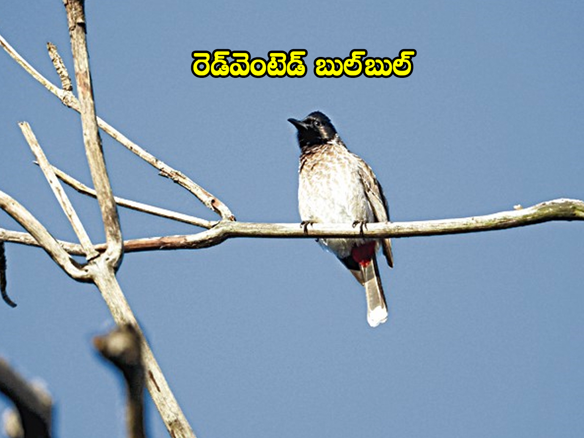 Birds06.jpg 8