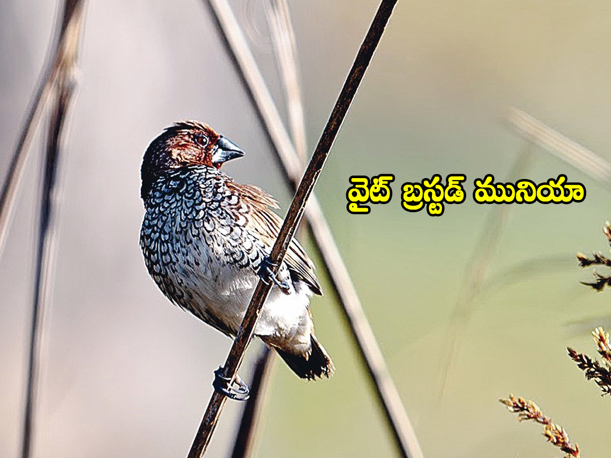 Birds07.jpg 9