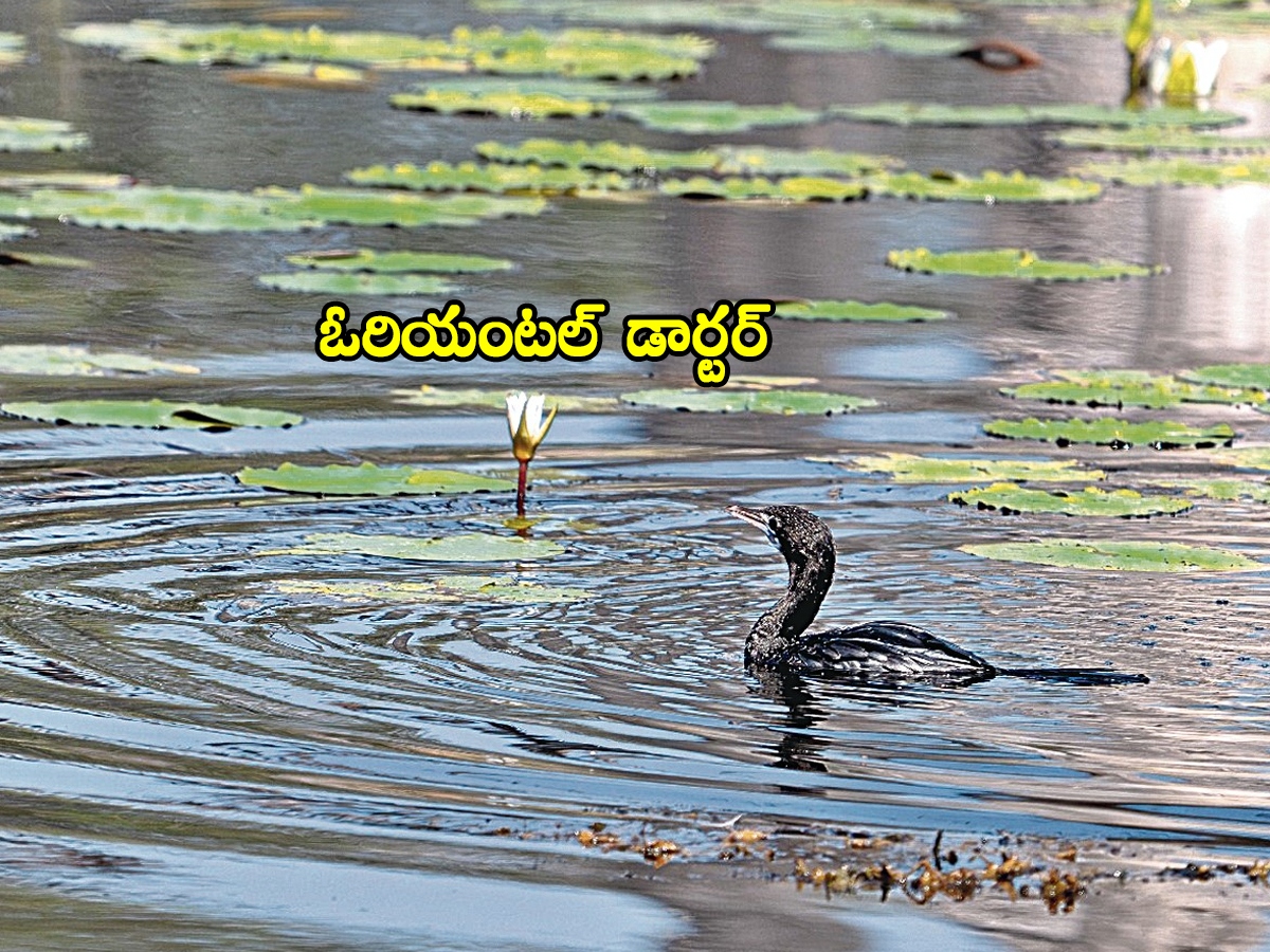 Birds08.jpg 10