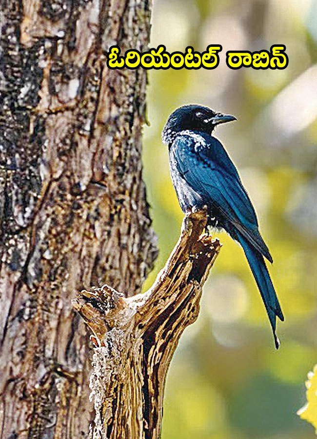 Birds09.jpg 11