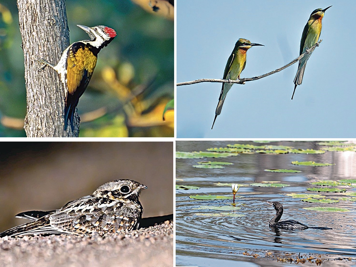 Birds_20title.jpg 1