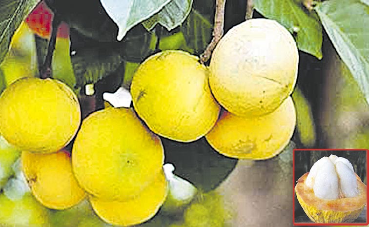 cotton-fruit-1.jpg