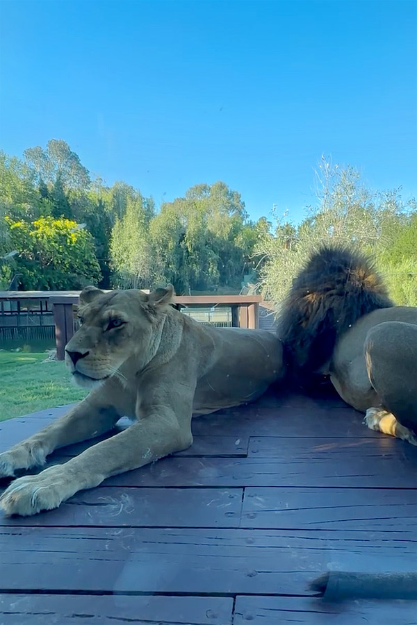 Sonakshi_20Sinha_20Shares_20Wildlife_20Encounters_20Moments_20From_20Her_20Australian_20Getaway_20Photos_20Goes_20Viral_20_2812_29.jpg 13
