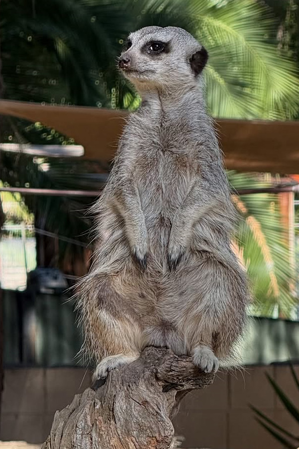 Sonakshi_20Sinha_20Shares_20Wildlife_20Encounters_20Moments_20From_20Her_20Australian_20Getaway_20Photos_20Goes_20Viral_20_285_29.jpg 10