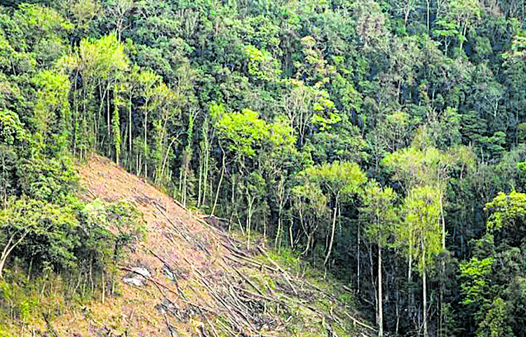 forest.jpg