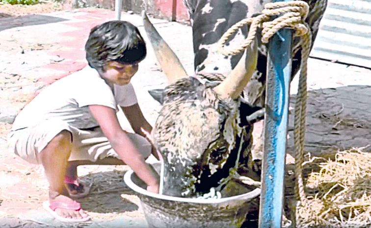 jalli-kattu-1.jpg