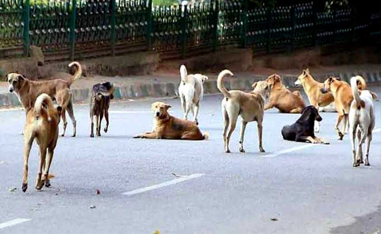 street_20dog.jpg