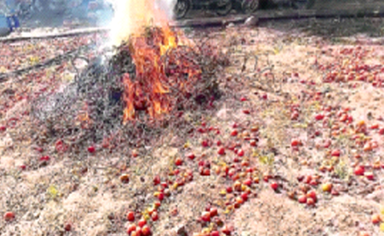 tomato_20crop_20destroyed.jpg