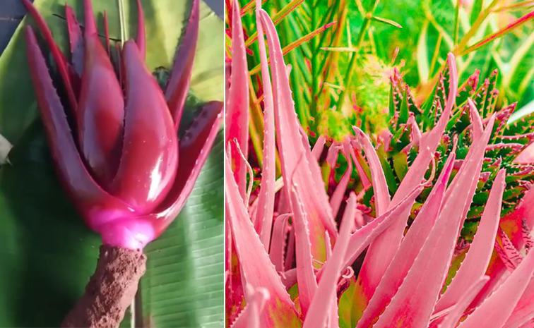 redaloevera_healthbenefits.jpg