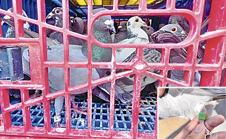 Racing-pigeons.jpg