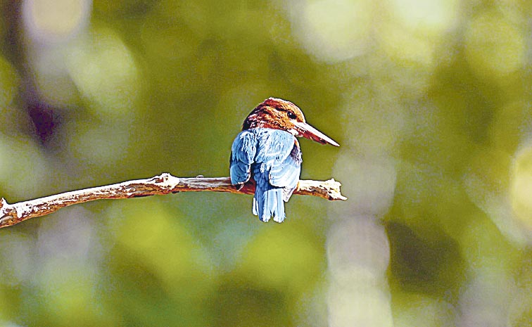 birds.jpg