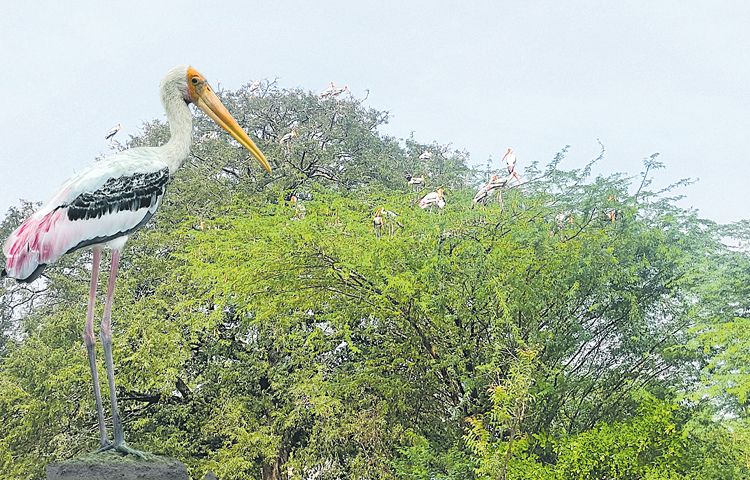 birds_0.jpg